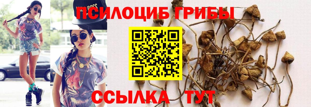 Псилоцибиновые грибы GOLDEN TEACHER Саянск